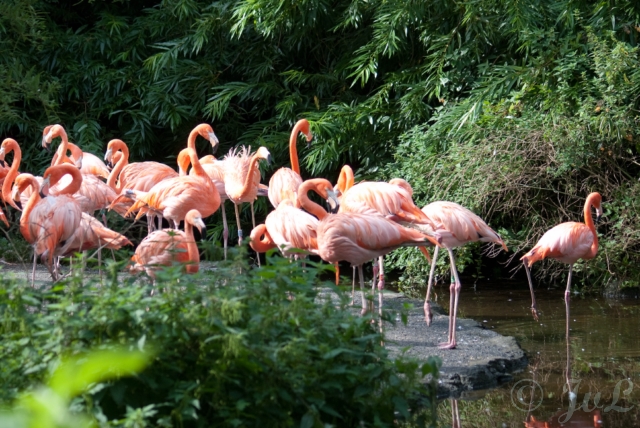 02-Flamingos