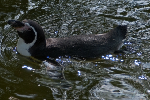 17-Pinguin