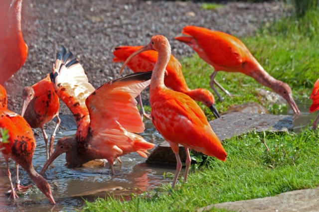 28-Rode ibissen