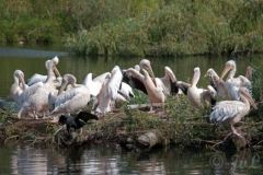 10-Groep pelikanen