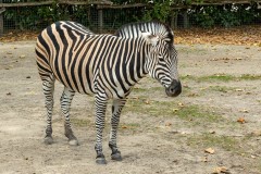 Chapman Zebra