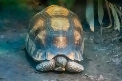 Ploegschaarschildpad