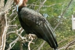 Blauwkeelneushoornvogel