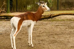 Mhorrgazelle