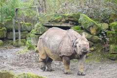 Indische neushoorn
