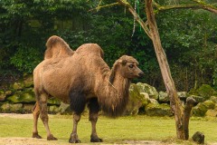Kameel