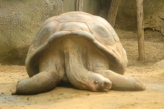 Galapagos reuzenschildpad