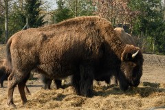 Amerikaanse Bizon
