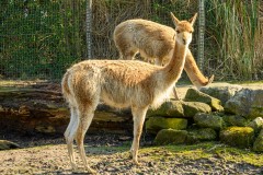 Vicuna