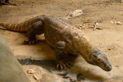 Komodovaraan