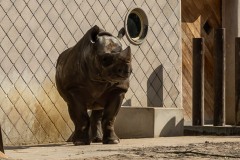 Oostelijke zwarte neushoorn