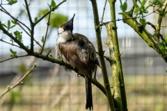 Sumatraans Gaailijster