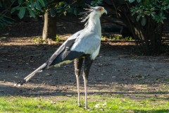 Secretarisvogel