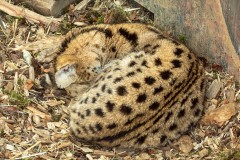 Serval