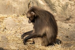 Gelada