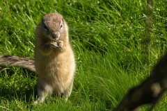 Zwartstaartprairiehondje