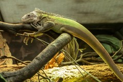 Antilliaanse leguaan