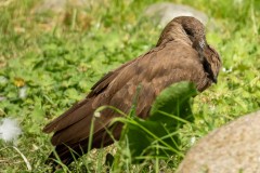 Hamerkop