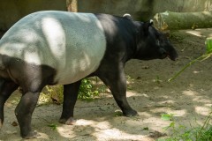 Maleise tapir